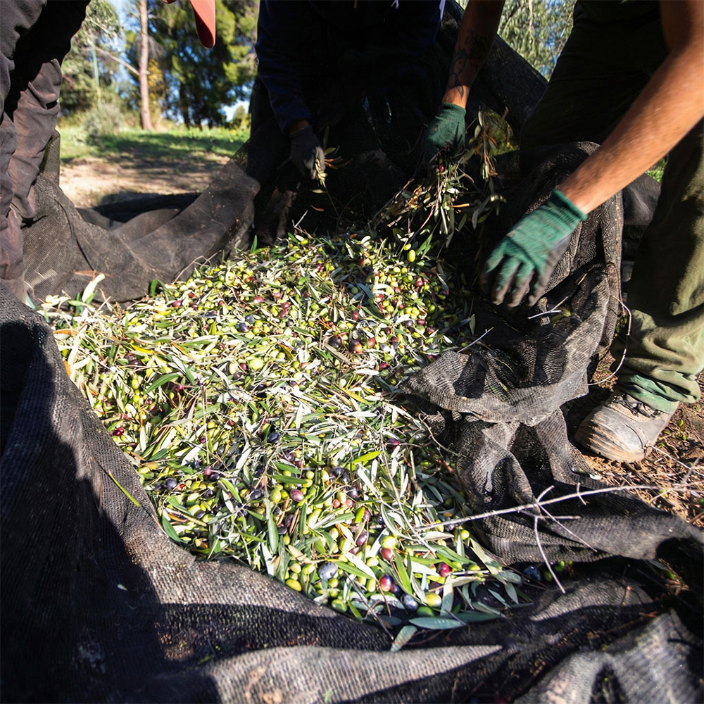 olive4