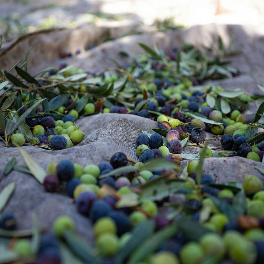 olive5