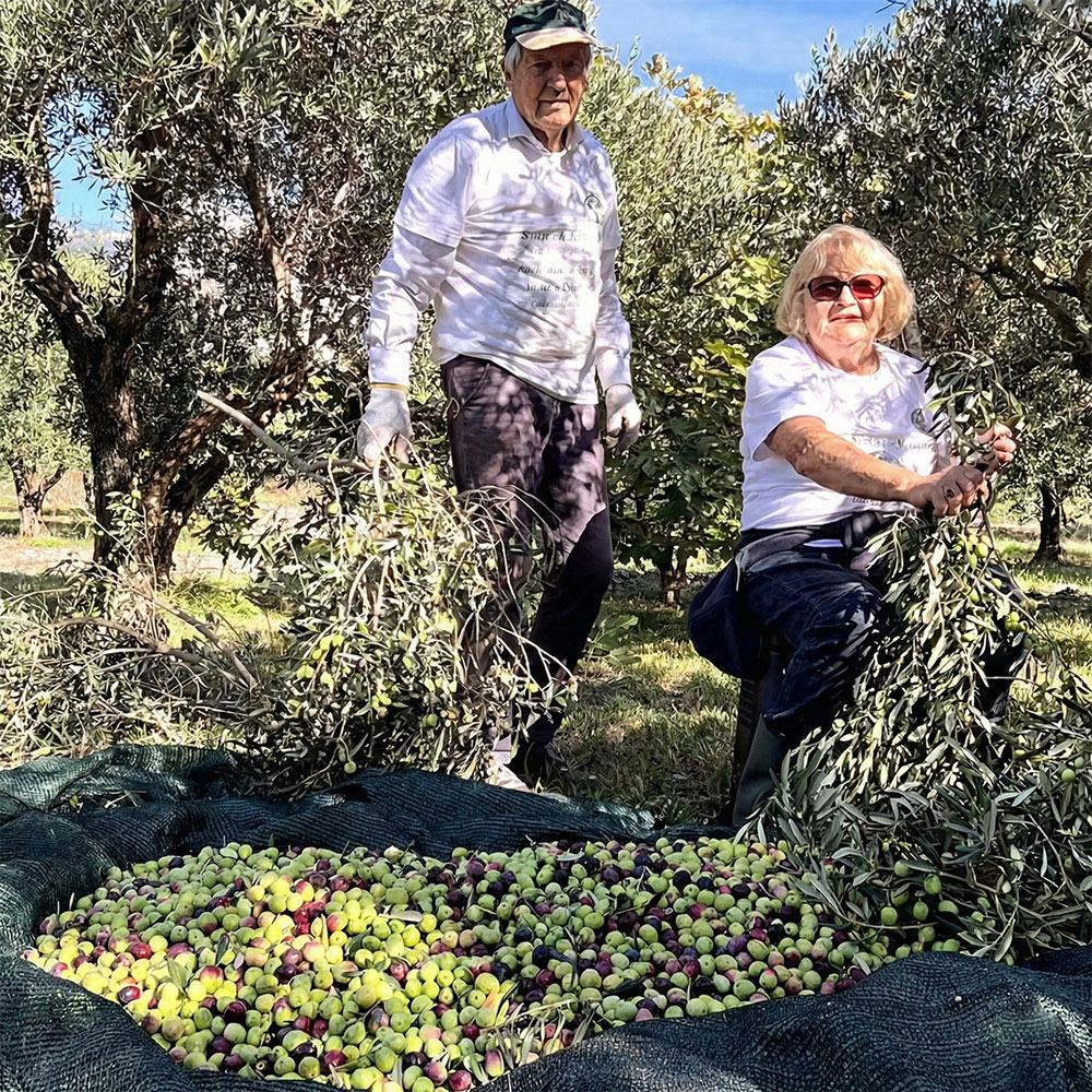 olive7